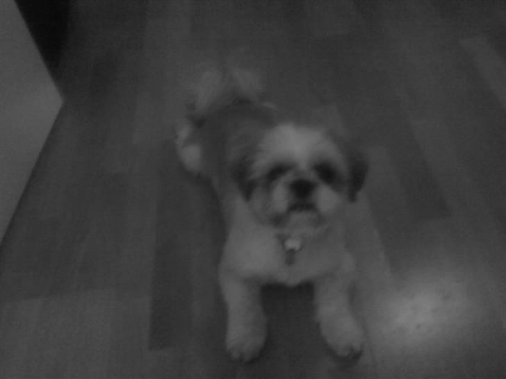 Shih tzu Sebastian billede 8