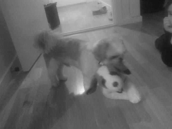 Shih tzu Sebastian billede 9