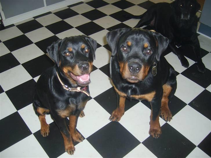 Rottweiler Kenzo - Kenzo og hans veninde, Trunte :-) billede 10