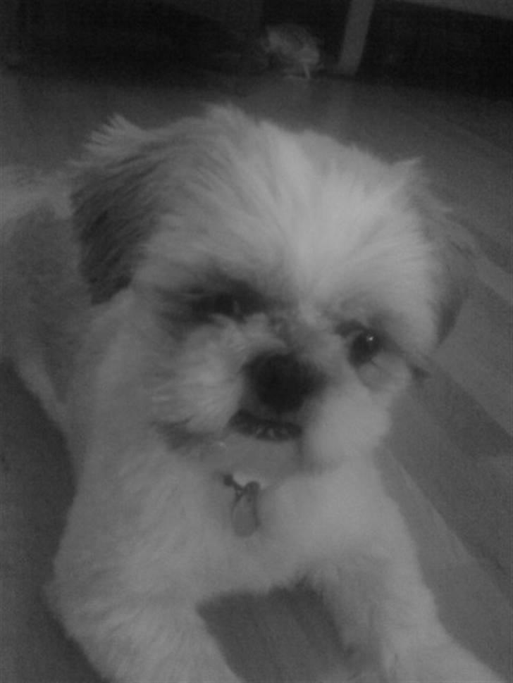 Shih tzu Sebastian billede 10