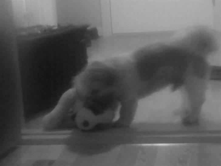 Shih tzu Sebastian billede 11