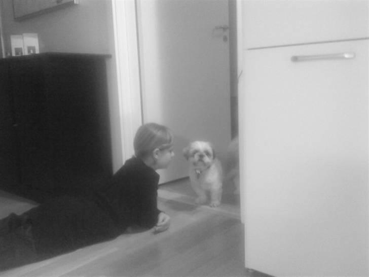 Shih tzu Sebastian billede 12