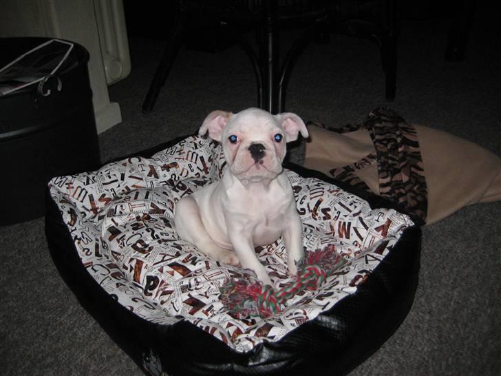 Fransk bulldog Kesse - Kesse  billede 1