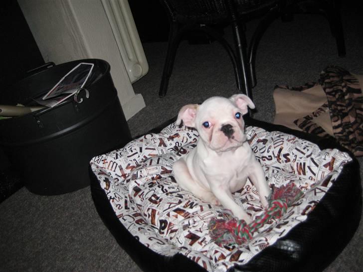 Fransk bulldog Kesse billede 2