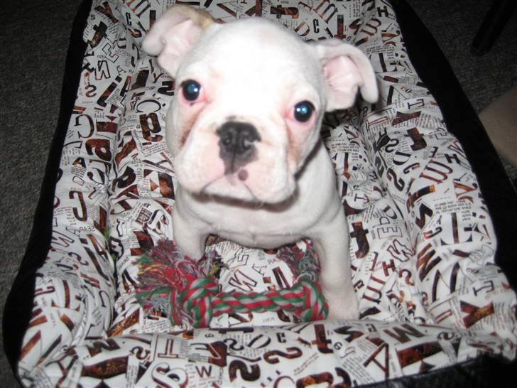 Fransk bulldog Kesse billede 3