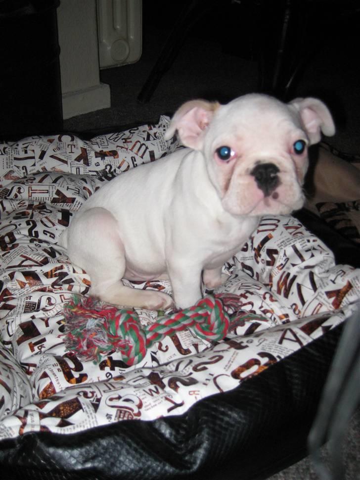 Fransk bulldog Kesse billede 4