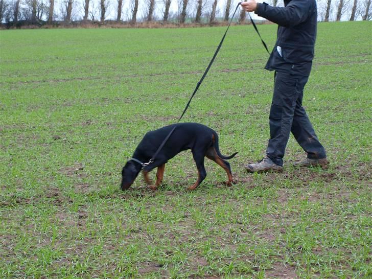 Dobermann Armageddonstars Elmander (R.I.P.) - spor billede 17