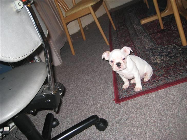 Fransk bulldog Kesse - Man er hvis lidt træt  billede 5