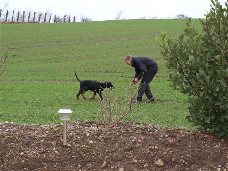 Dobermann Armageddonstars Elmander (R.I.P.) - aport billede 18