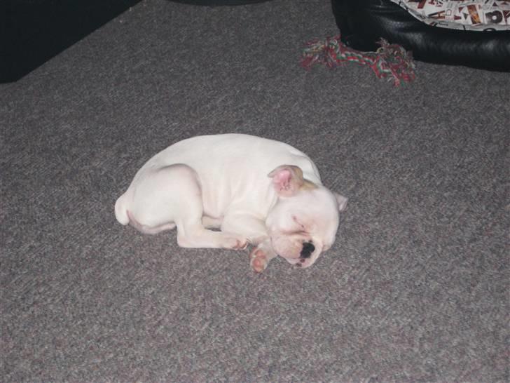 Fransk bulldog Kesse - Man er blevet træt  billede 6