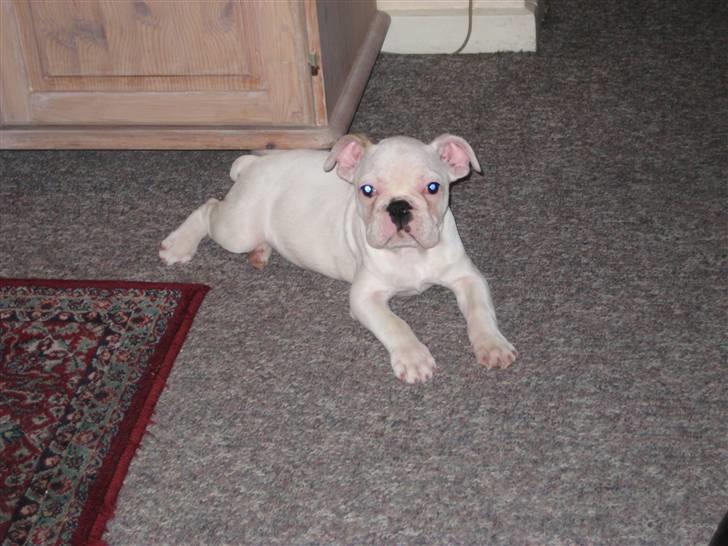 Fransk bulldog Kesse billede 7