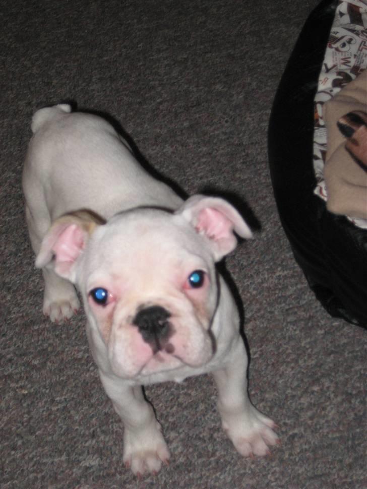 Fransk bulldog Kesse billede 8