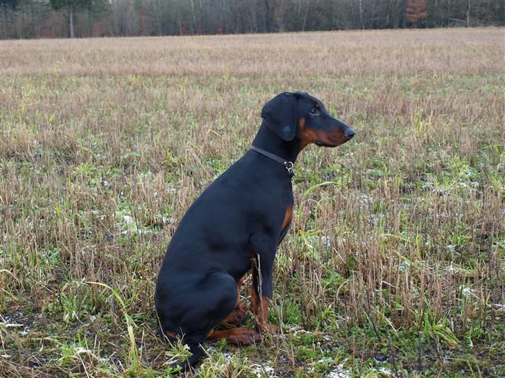 Dobermann Armageddonstars Elmander (R.I.P.) billede 19