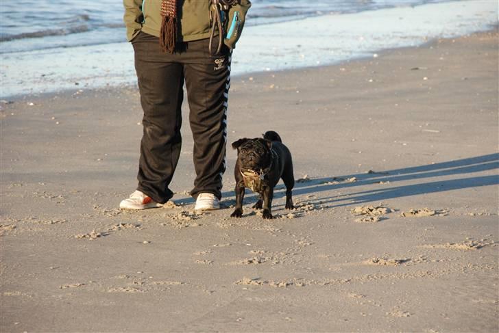 Mops Molly  billede 19