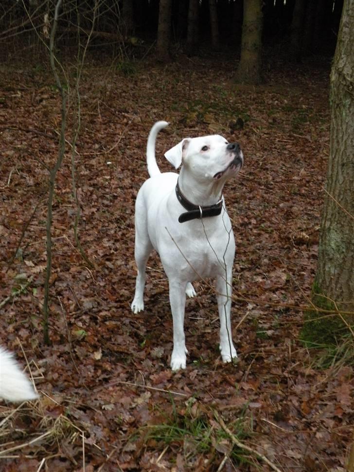 Dogo argentino Diva billede 6