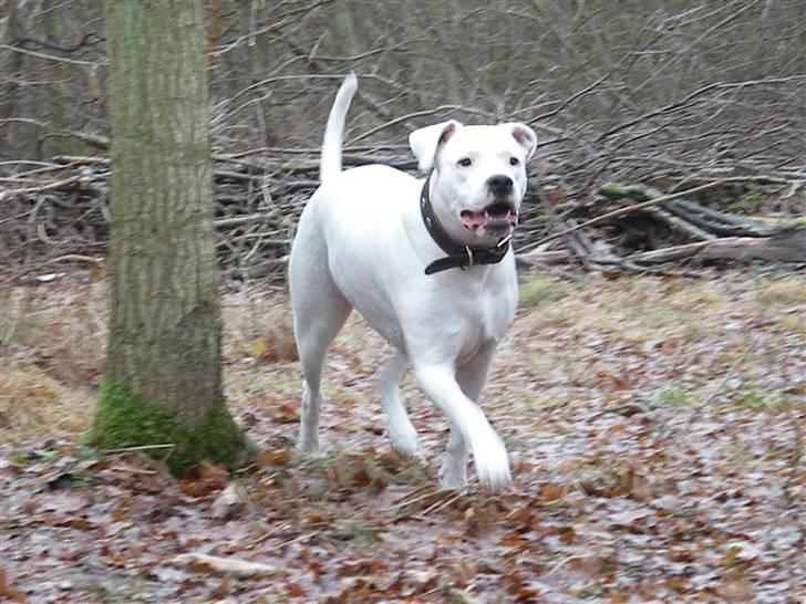 Dogo argentino Diva billede 7