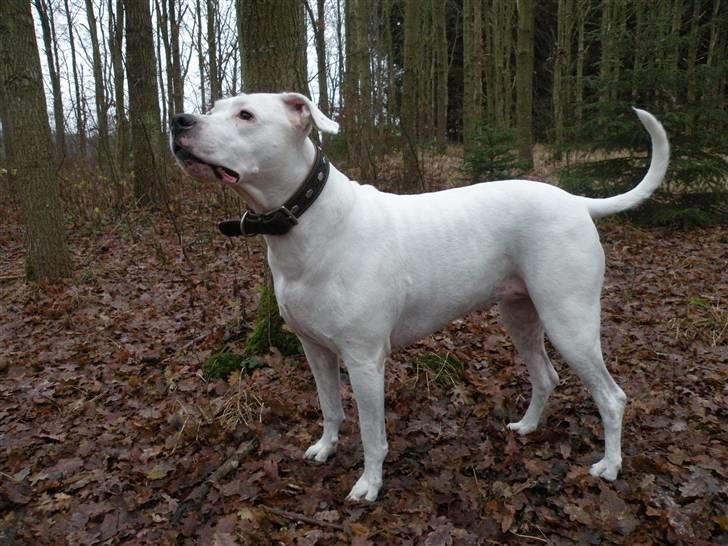 Dogo argentino Diva billede 8