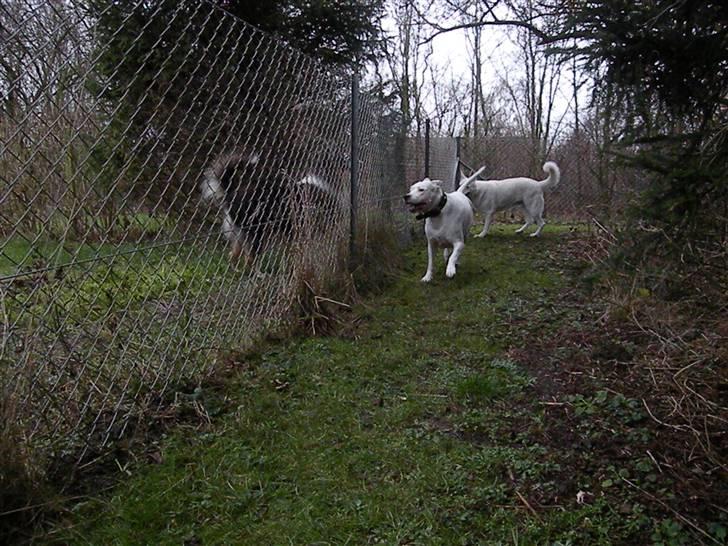 Dogo argentino Diva billede 9