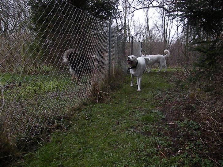 Dogo argentino Diva billede 10