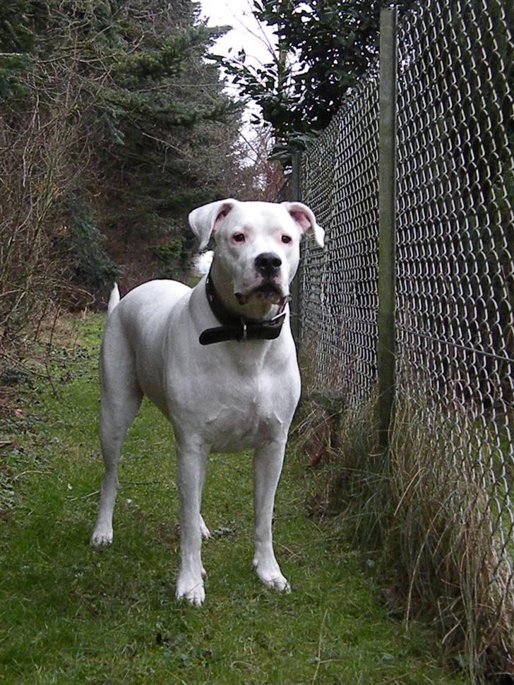 Dogo argentino Diva billede 11