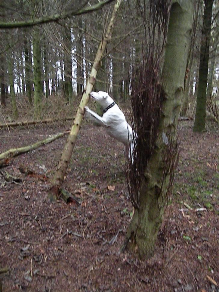 Dogo argentino Diva billede 12