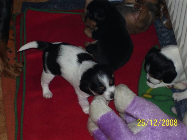 Blanding af racer Kiwi billede 6