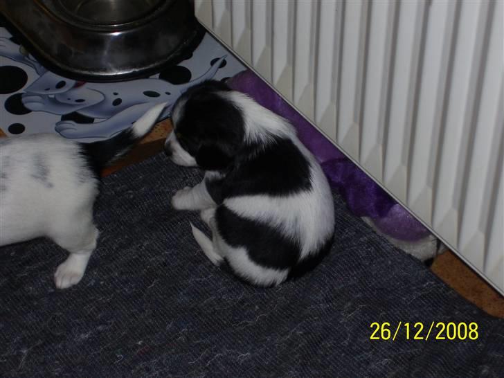 Blanding af racer Kiwi billede 7