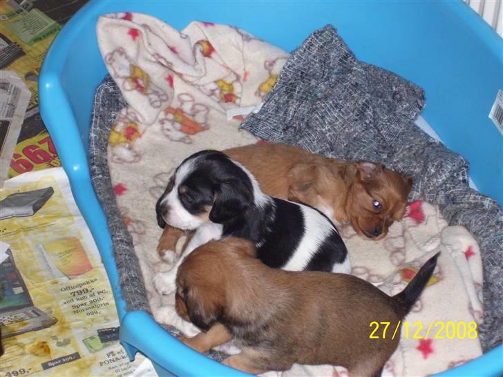 Blanding af racer Kiwi billede 8