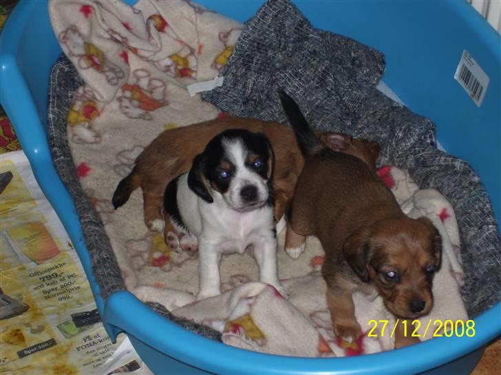 Blanding af racer Kiwi billede 9