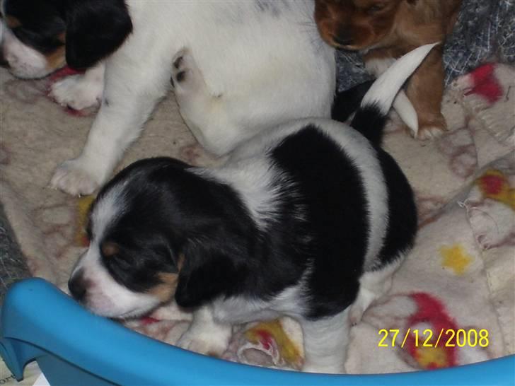 Blanding af racer Kiwi billede 10