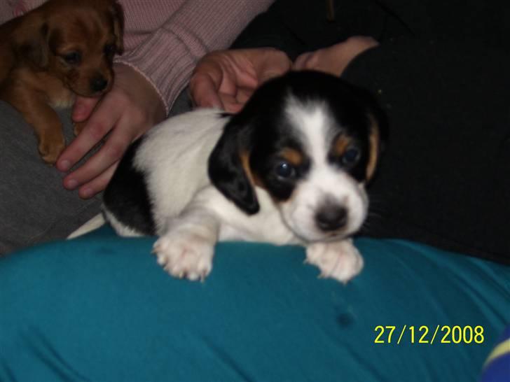 Blanding af racer Kiwi billede 11