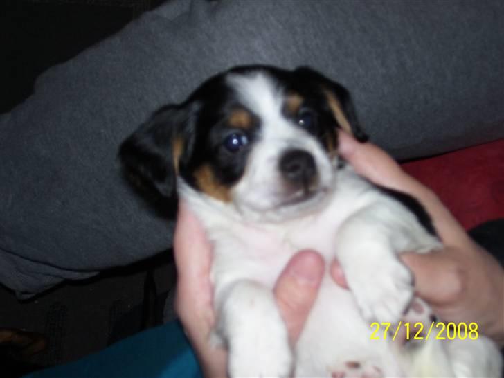 Blanding af racer Kiwi billede 12