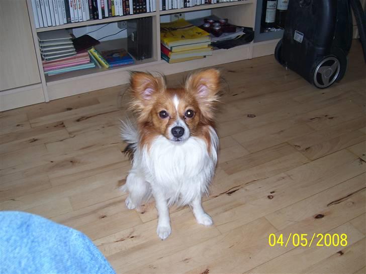 Blanding af racer Kiwi - Min far (Papillon) billede 14