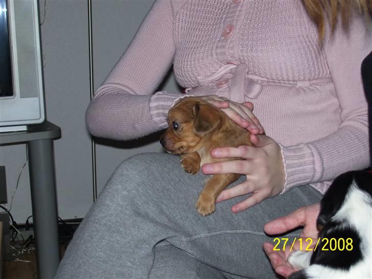 Blanding af racer Buster billede 13