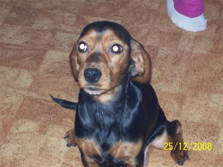 Blanding af racer Buster - Min mor (Cockerspaniel/Gårdhund) billede 14