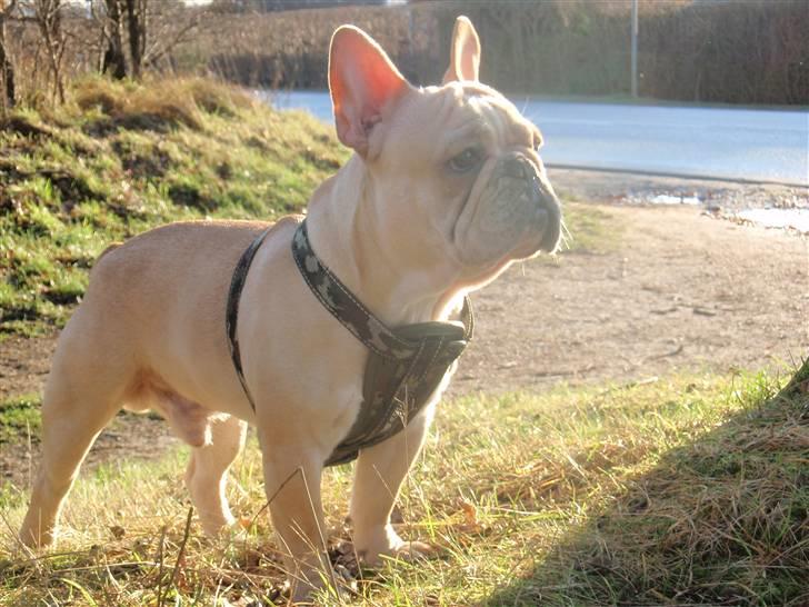 Fransk bulldog Felix billede 17