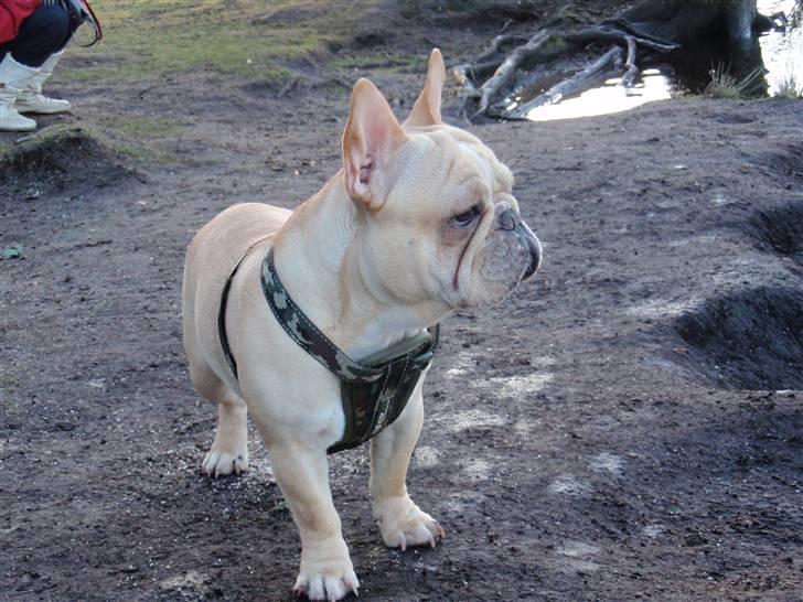 Fransk bulldog Felix billede 18