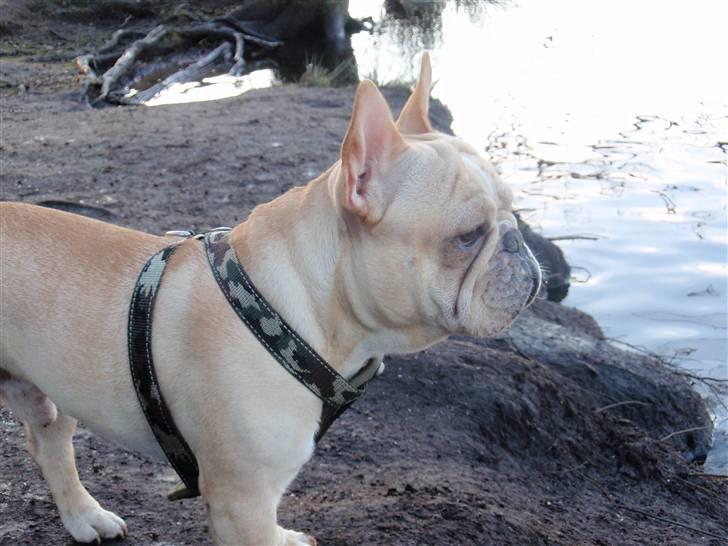 Fransk bulldog Felix billede 19