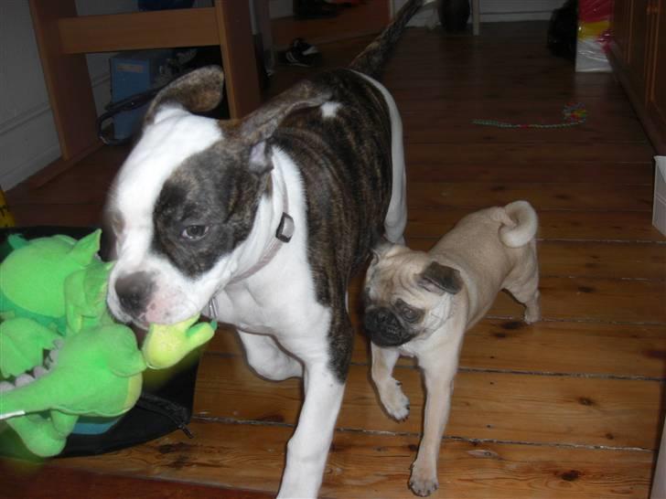 Mops Pixie *søster's* billede 20