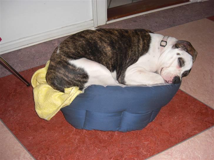 Amerikansk bulldog Izzy Aka. Koldbøtten ;) billede 20