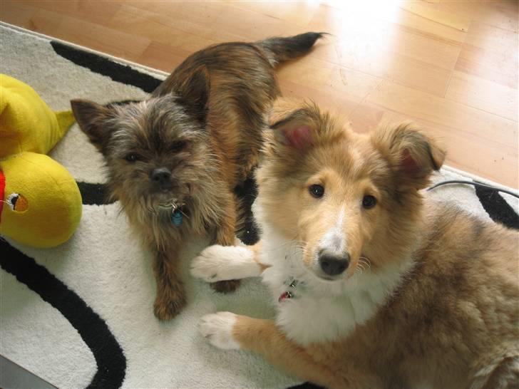 Blanding af racer Audi - her leger jeg med min gode veninde Molly hun er dog blevet noget større:) billede 2