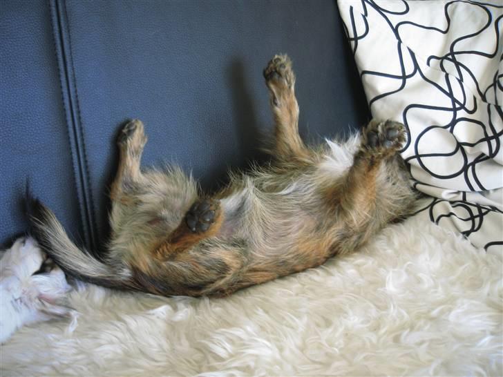 Blanding af racer Audi - Altid godt med en lur midt på dagen billede 3