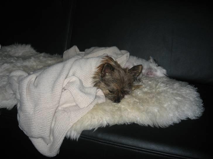 Blanding af racer Audi billede 4