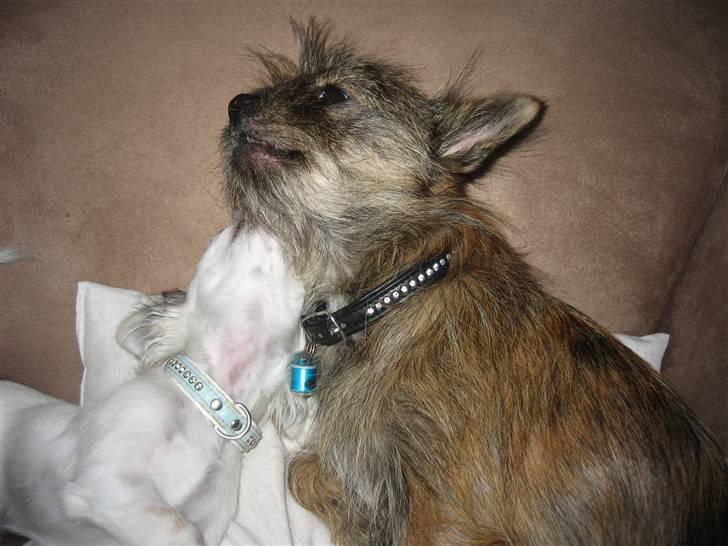 Blanding af racer Audi - får lige nogen møsser af min lille bror:) billede 5