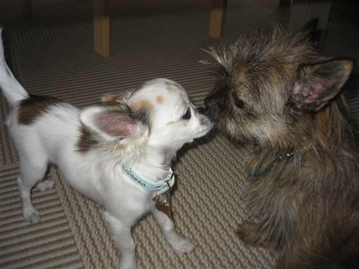 Blanding af racer Audi - og han bliver bare ved og ved. billede 6