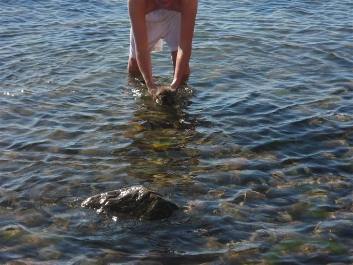 Blanding af racer Audi - puha en lidt kold svømme tur i sommers, men det var godt for mine muskler siger min mor:) billede 7