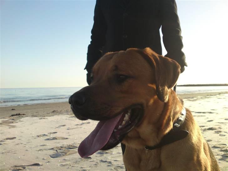 Blanding af racer Bølle<3 billede 9