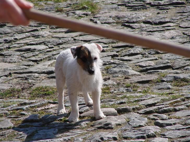Jack russell terrier Egesgave´s Kaffa billede 7