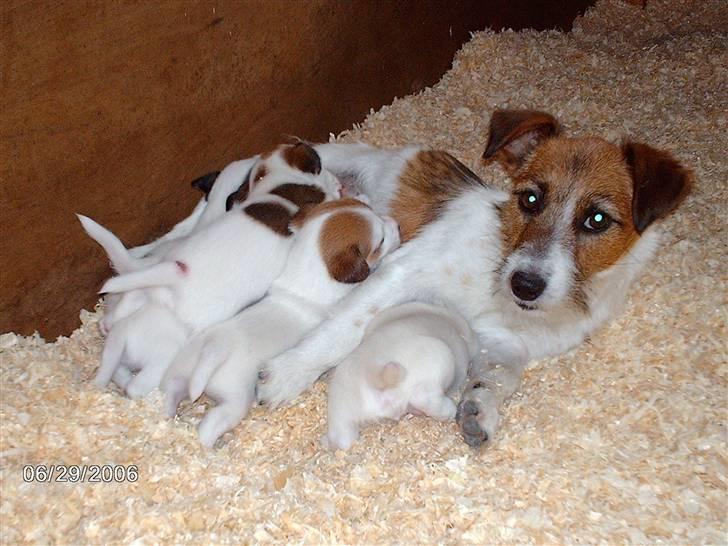 Jack russell terrier Egesgave´s Kaffa - så kaffa og hans familie for første gang. billede 8
