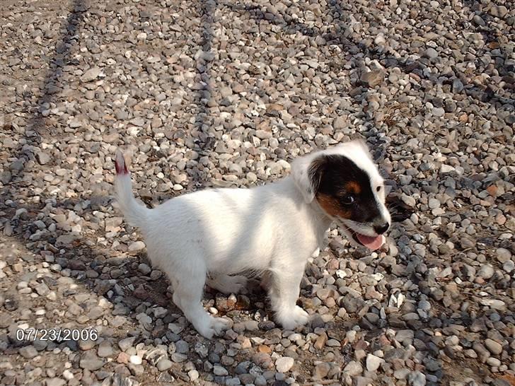 Jack russell terrier Egesgave´s Kaffa - lille hvaps.. jeg er nu charmerende ;-) billede 9